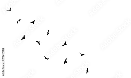 Flock of flying birds in sky, isolated black silhouettes. Beautiful birds. Vector illustration.