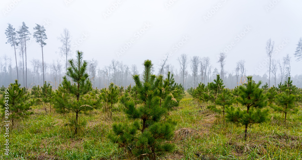 Newly planted young pine forest, reforestation concept - obrazy, fototapety, plakaty 