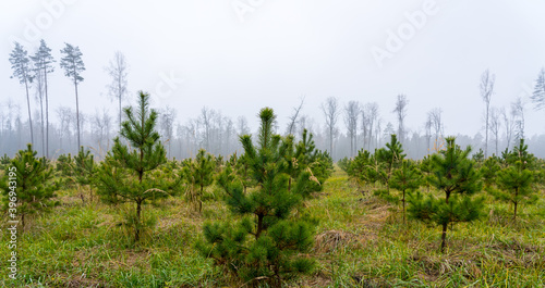 Newly planted young pine forest, reforestation concept photo