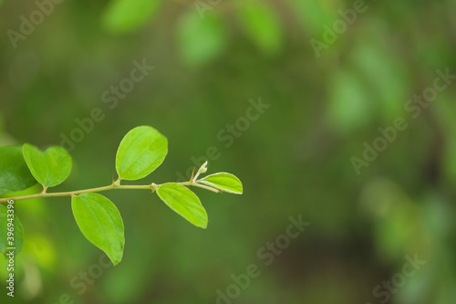 Close up of Green jujube leaf