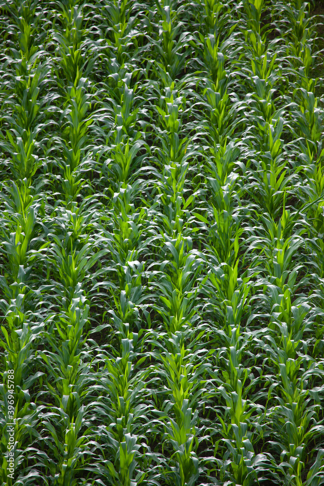 Fototapeta premium Young Corn Field. Growing Fast in July Vertical