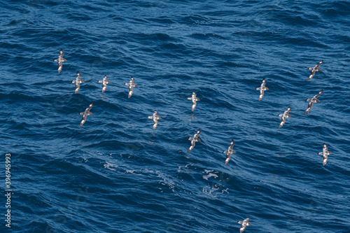 Cape Petrels (Daption capense) in South Atlantic Ocean, Southern Ocean, Antarctica photo