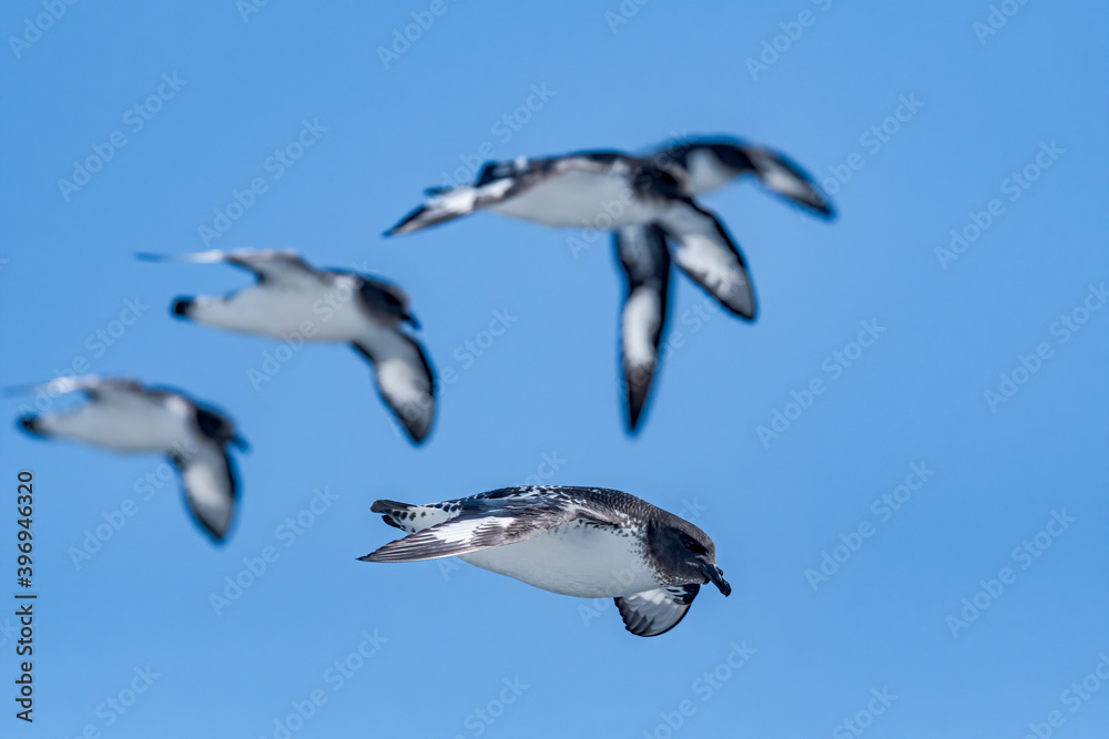 Obraz premium Cape Petrels (Daption capense) in South Atlantic Ocean, Southern Ocean, Antarctica