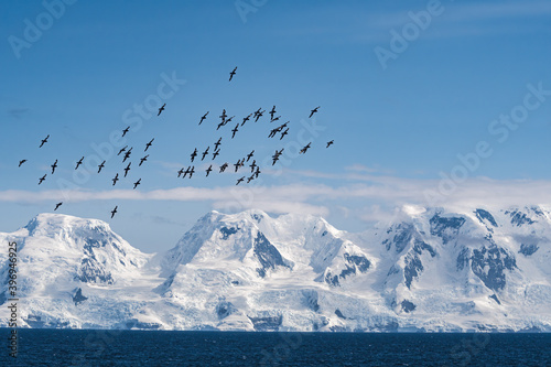 Cape Petrels (Daption capense) in South Atlantic Ocean, Southern Ocean, Antarctica photo