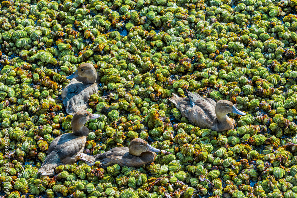 Obraz premium Female and grown-up ducklings of Rosy-billed Pochard (Netta peposaca) in pond overgrown with Giant Salvinia (Salvinia molesta) in park, Buenos Aires, Argentina