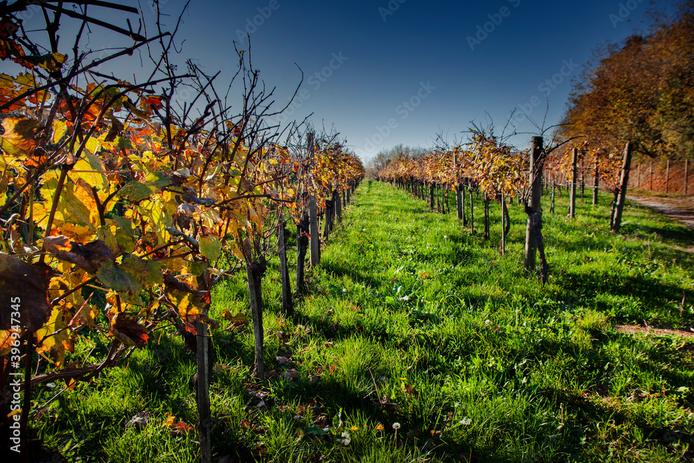 Rows of the Vine in the Autumn Vineyard