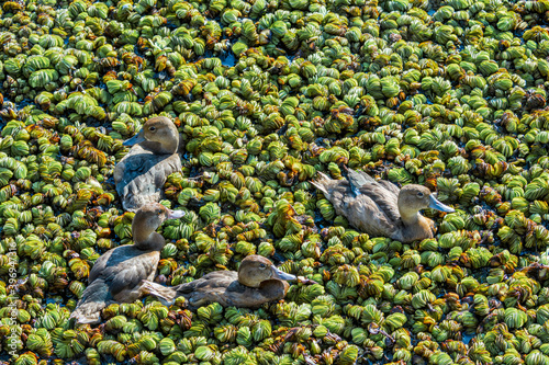 Female and grown-up ducklings of Rosy-billed Pochard (Netta peposaca) in pond overgrown with Giant Salvinia (Salvinia molesta) in park, Buenos Aires, Argentina photo