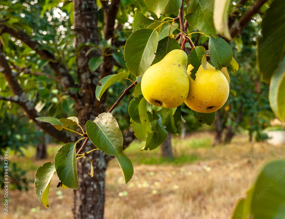Yellow pears hang from the tree. Carved green leaves, pear bark with lichen and sun-scorched dry grass in the garden. Yellow pears hang from the tree. Carved green leaves, pear bark with lichen and sun-scorched dry grass in the garden.