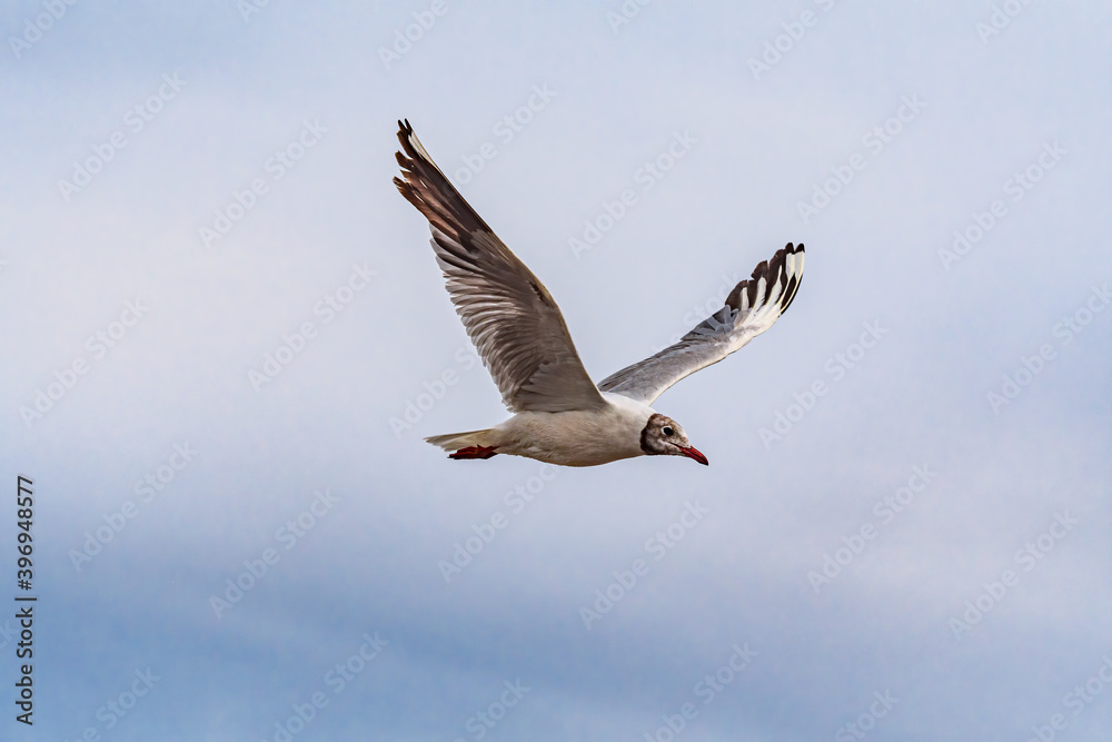 Fototapeta premium Brown-hooded Gull (Chroicocephalus maculipennis) by the bay, Montevideo, Uruguay
