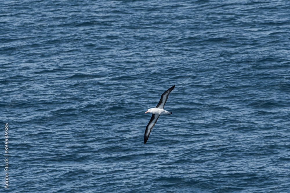 Black-browed Albatross (Thalassarche melanophris) in South Atlantic Ocean, Southern Ocean, Antarctica Black-browed Albatross (Thalassarche melanophris) in South Atlantic Ocean, Southern Ocean, Antarctica