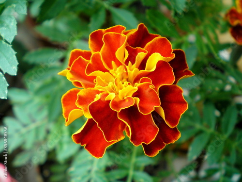 Orange red marigold flower (tagetes) on leaves background in garden. Closeup marigold flower (Tagetes erecta, Aztec, African marigold flower). Floral element macro for tagetes wedding card design photo