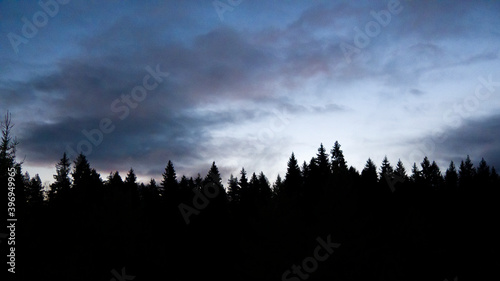 Fototapeta Naklejka Na Ścianę i Meble -  Black silhouette of coniferous forest on blue background of dawn sky with cirrus clouds. Tops of trees above horizon. Natural landscape with colorful sunset.