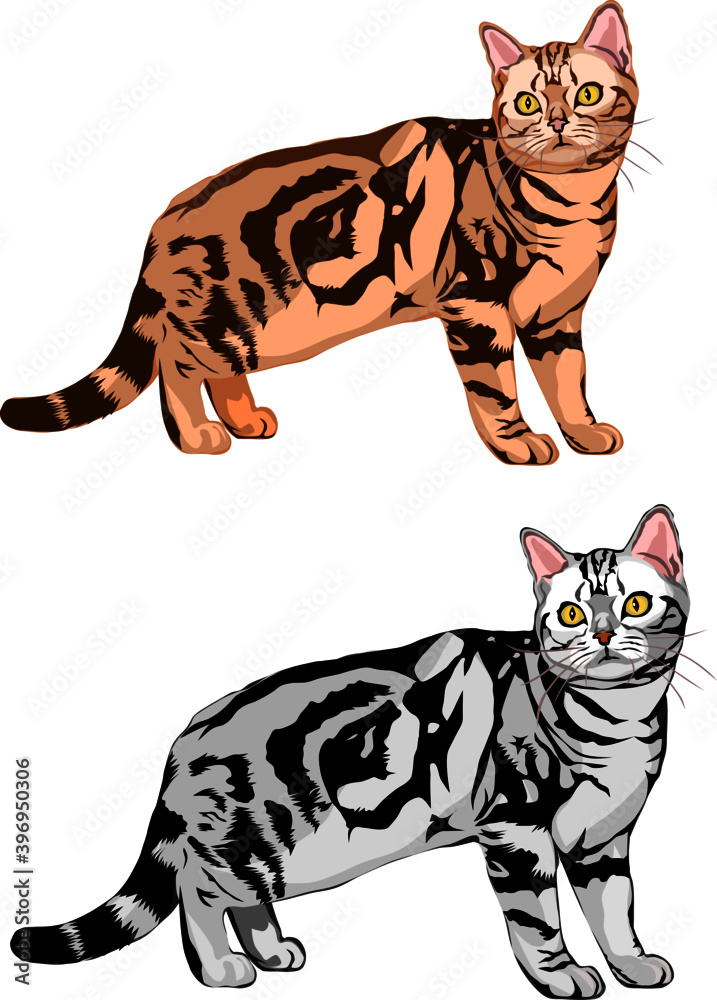 Vector drawing of American Shorthair Cat