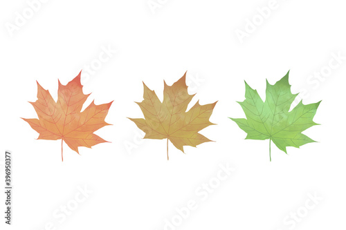 Three color of maple leaves, representing Autumn time