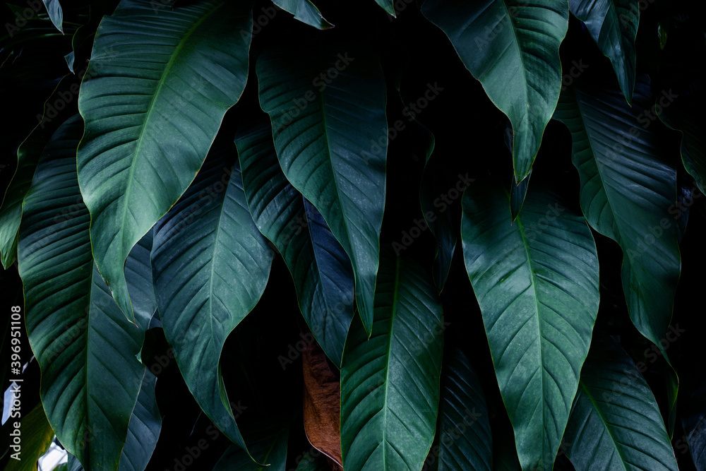 closeup nature view of tropical leaf background, dark tone concept
