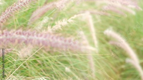 Chinese fountain grass and small walkways in the garden. photo