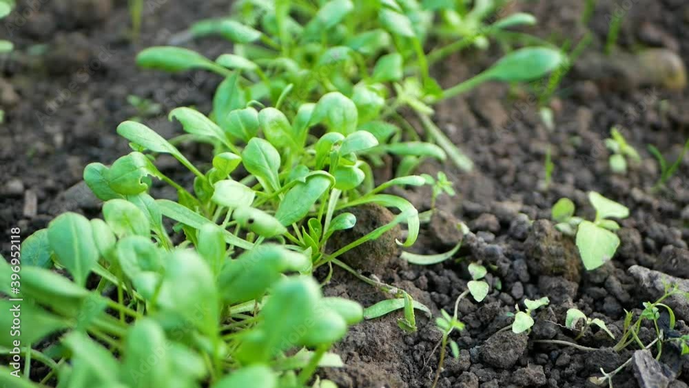 Fresh spinach in the garden. The concept of agriculture, farming. Eco products growing in a greenhouse. Top view Fresh spinach in the garden. The concept of agriculture, farming. Eco products growing in a greenhouse. Top view