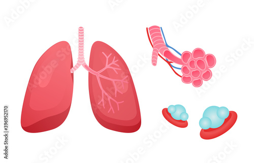 human respiratory system lung structure pulmonary bronchioles and alveoli with capillary network white isolated background flat style