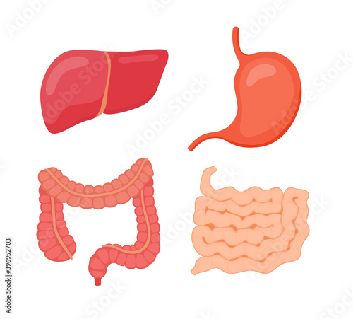 digestive organ liver stomach large intestine small intestine white isolated background flat style