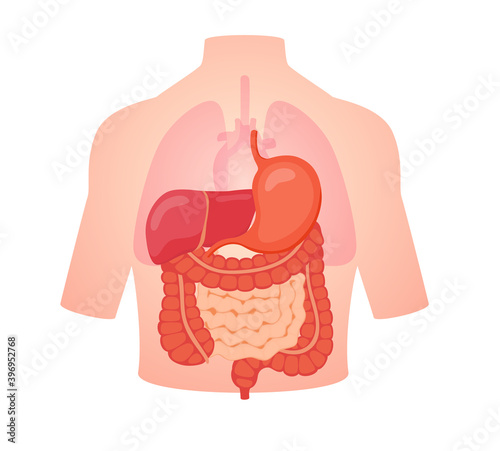 digestive biology anatomy organ small intestine large intestine liver stomachposition in body transparent lung heart white isolated background flat style