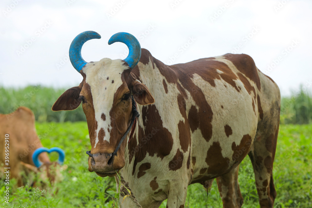 Indian bull eating grass at farm