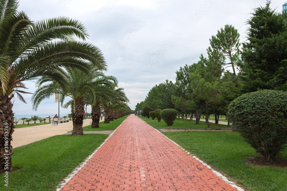 Obraz premium Bicycle path between green palm trees in Batumi seaside Park. Natural scenery