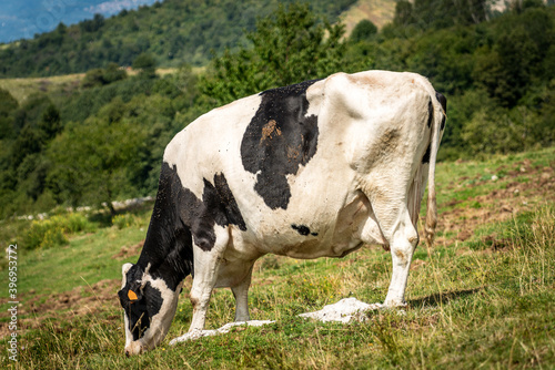 Black and white dairy cow in a mountain pasture  green meadow  Alps  Italy  south Europe.