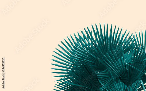 Tidewater green color palm tree leaves background, color trends 2021