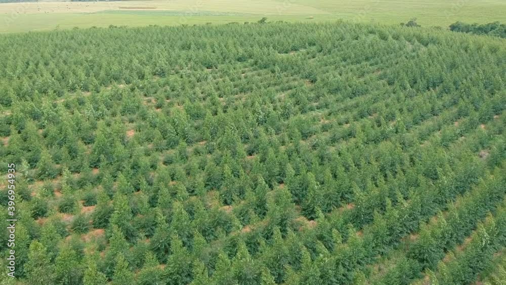 Aerial view of a planted eucalyptus forest in Brazil Aerial view of a planted eucalyptus forest in Brazil