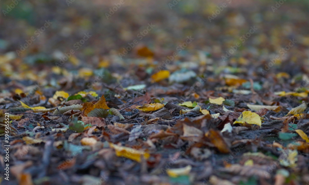 Fallen autumn leaves of trees. Fallen autumn leaves of trees.