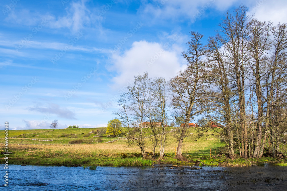 Trees at the riverside in a rural spring landscape Trees at the riverside in a rural spring landscape