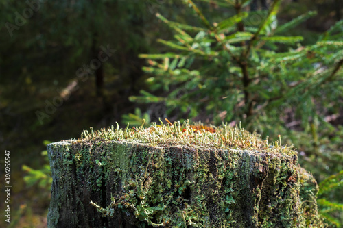 Tree stump with growing trumpet lichen in a forest