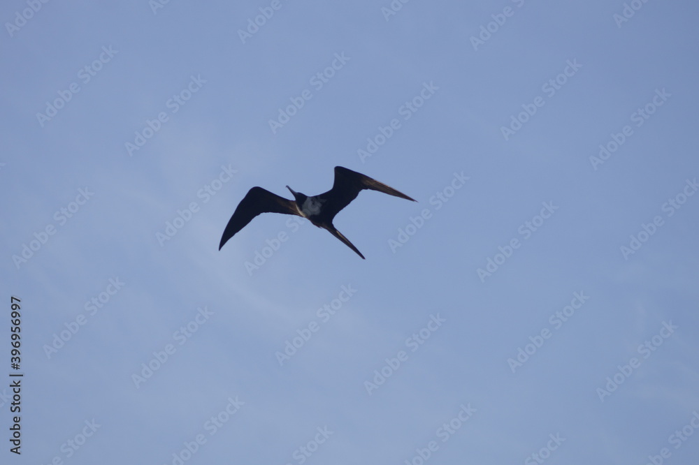 Obraz premium Gaviota