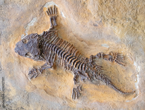 Fossil of a lizzard, trapped in stone