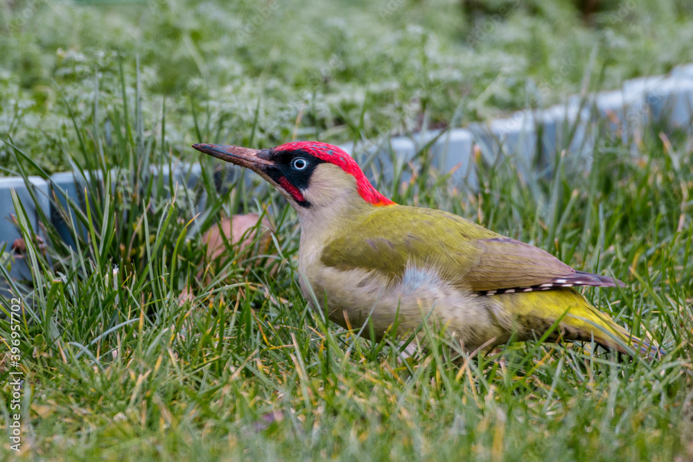 Grünspecht (Picus viridis) Männchen Grünspecht (Picus viridis) Männchen