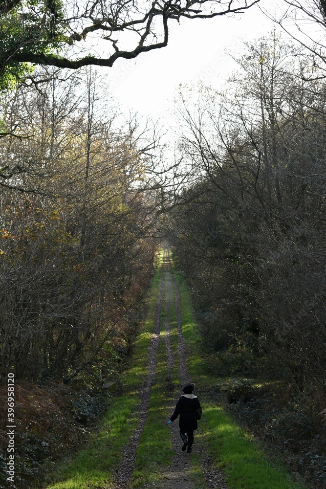 Obraz premium walking in the woods