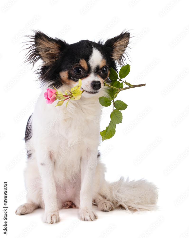 Chihuahua with a rose in the mouth Chihuahua with a rose in the mouth