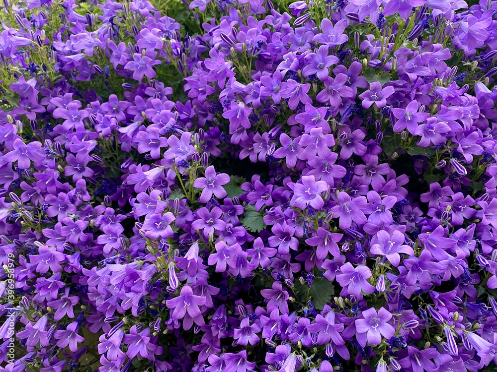 Campanule des murailles (Campanula portenschiagana) Campanule des murailles (Campanula portenschiagana)