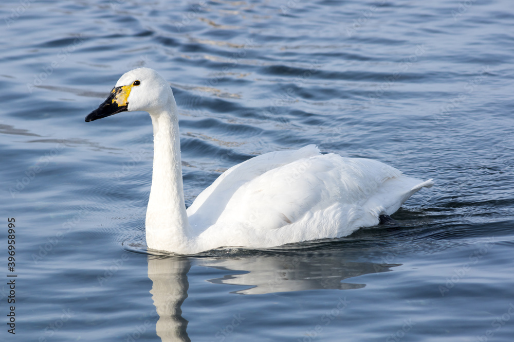 White swans swimming in the nonfreezing winter lake White swans swimming in the nonfreezing winter lake