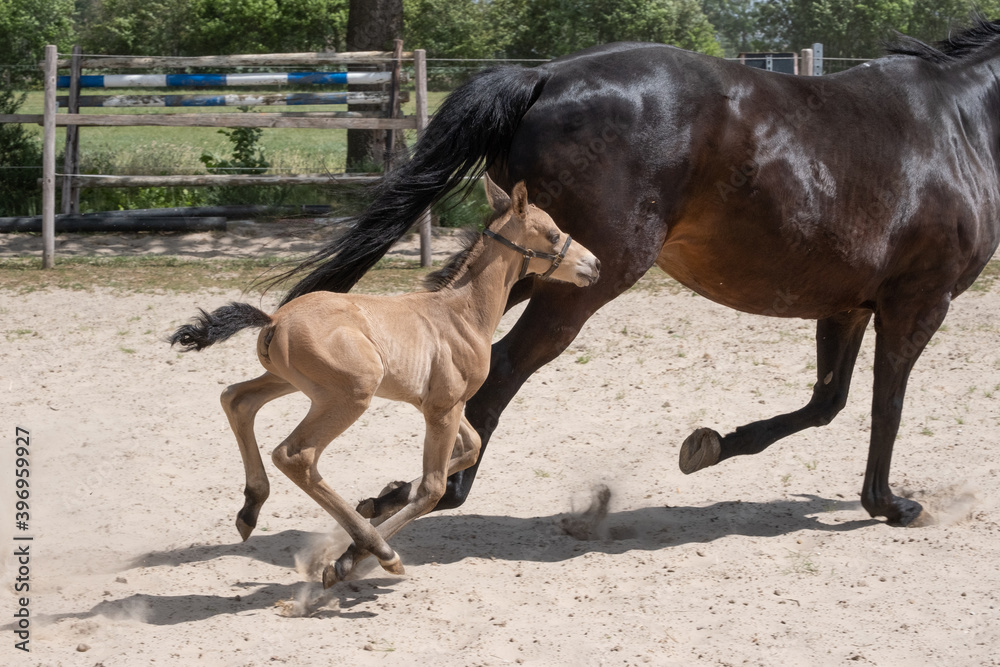 Stallion foal galloped with his mother in the sand. A natural green background Stallion foal galloped with his mother in the sand. A natural green background