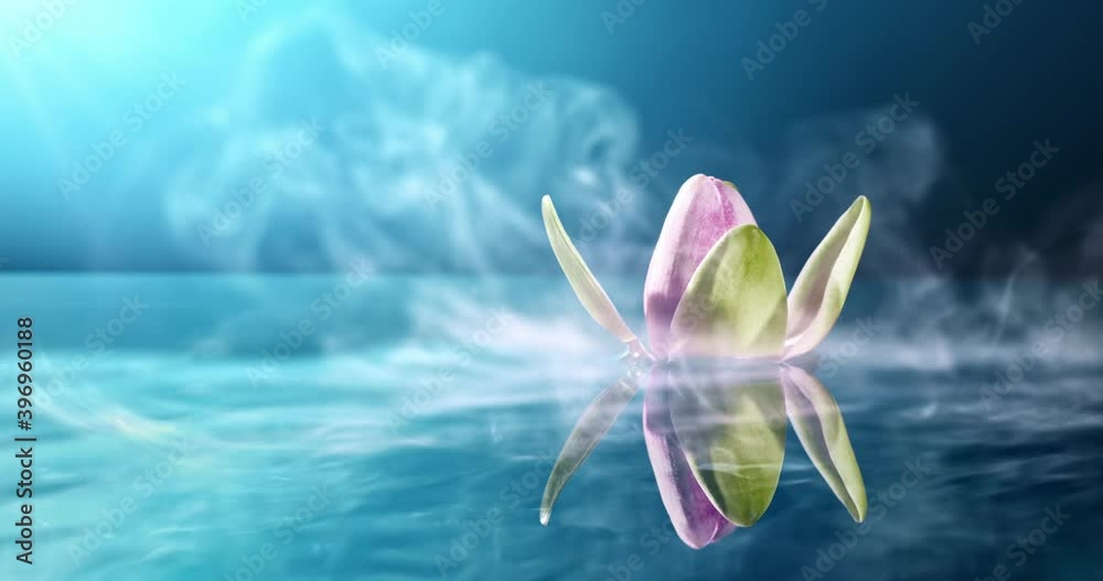 Beautiful pink waterlily or lotus flower in pond.Tilmelapse