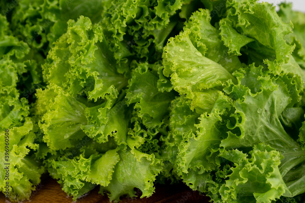 Green lettuce leaves lush with water drop on leaf Green lettuce leaves lush with water drop on leaf
