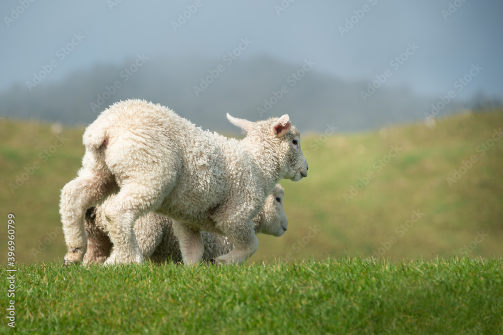 Fototapeta premium Cute baby lambs running on the green grassland