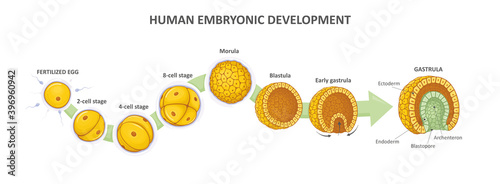 Human embryonic development, or human embryogenesis from zygote to gastrula. Zygote, 2-cell, morula, blastula, gastrula