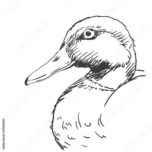 duck