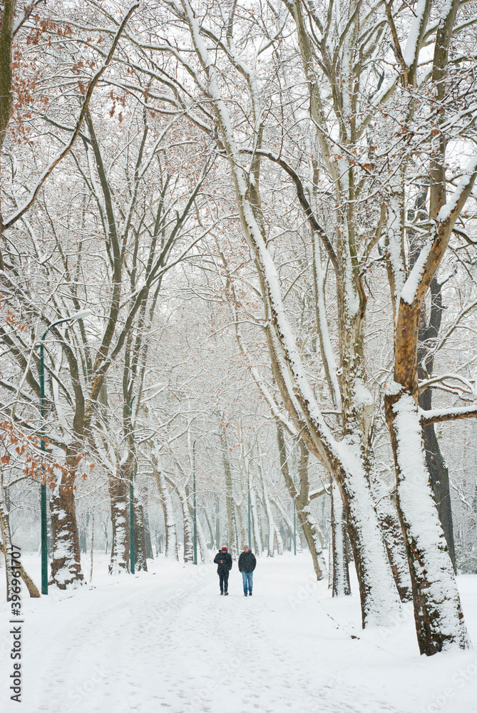 snowfall in a park snowfall in a park