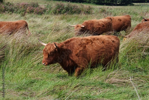 Schottisches Hochlandrind bei den Wikingern in Haithabu photo