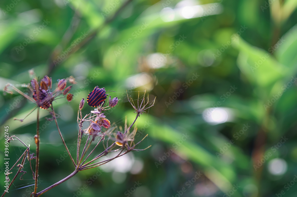 Shield bug Graphosoma lineatum on a withered plant Shield bug Graphosoma lineatum on a withered plant