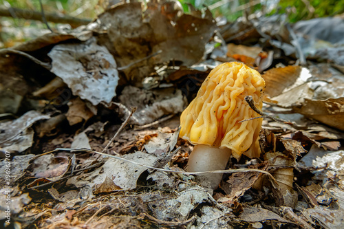 Spring morel mushrooms Verpa bohemica. Morel caps among last year's dry leaves. Delicious mushrooms in natural environment photo