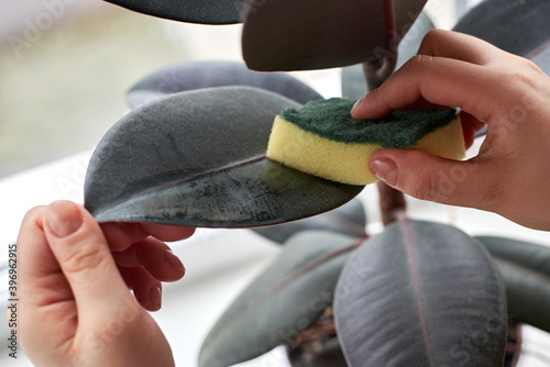 Female hands wipe dust with a sponge from the leaves of an houseplant, Ficus robusta, close-up.